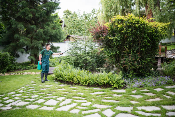 Best Ant Control Services  in Prosper, TX