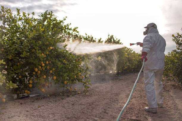Best Pest Control Near Me  in Prosper, TX