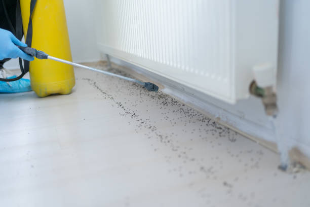 Best Bed Bug Extermination  in Prosper, TX